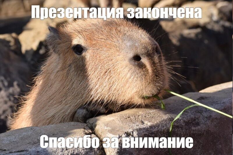 capybara meme 2