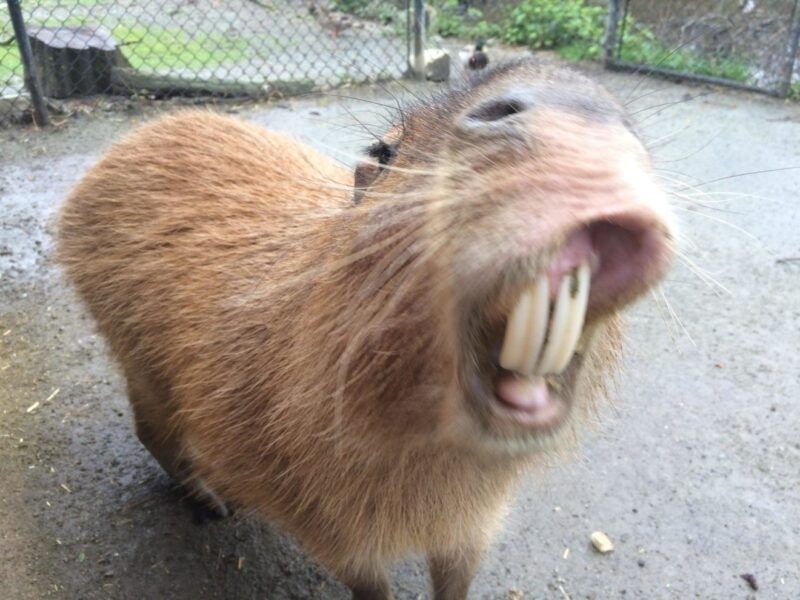 capybara meme 4