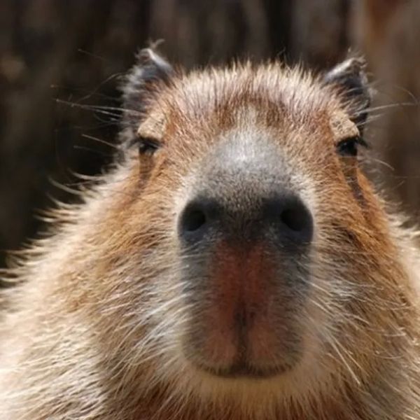 capybara meme 5