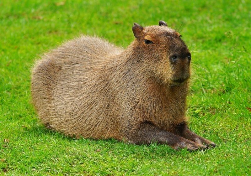 capybara meme 7