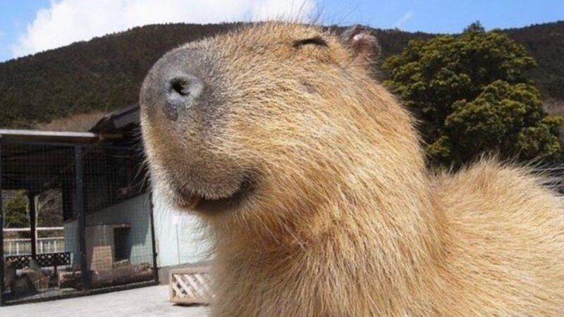 capybara meme 9