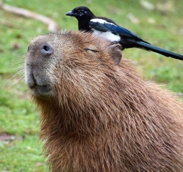 capybara meme 10