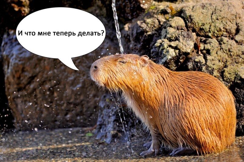 capybara meme 11