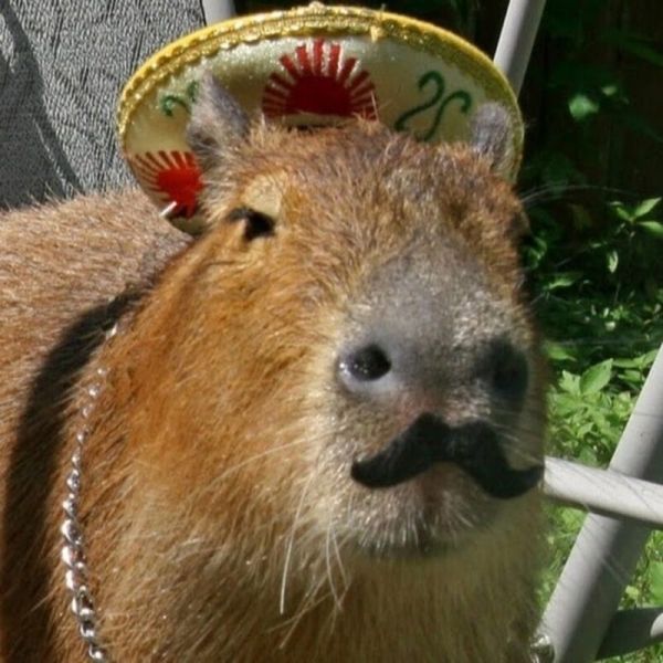 capybara meme 12