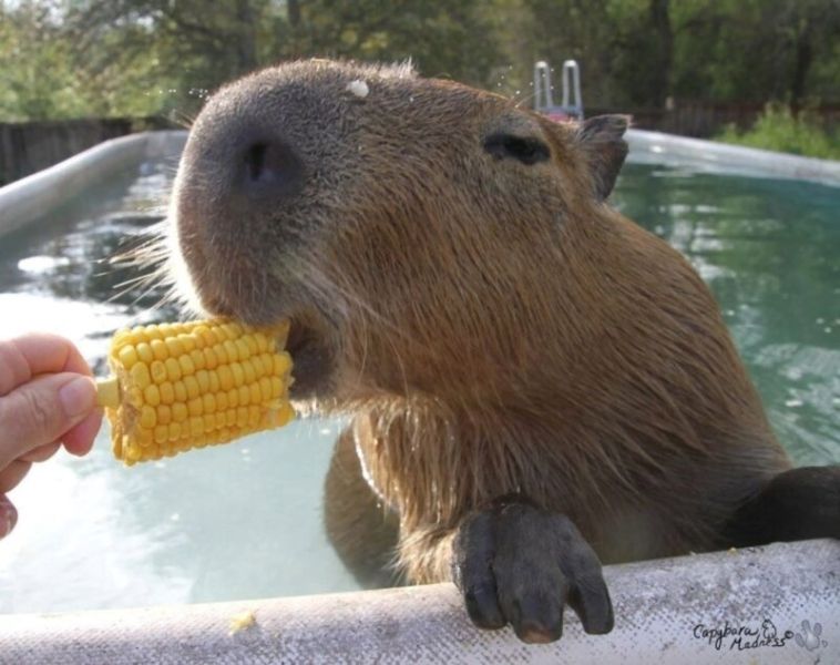 capybara meme 13