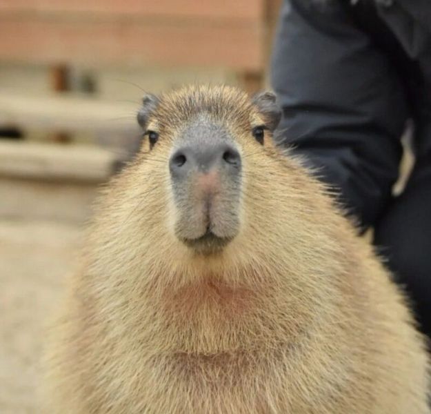 capybara meme 14