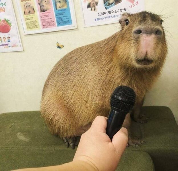 capybara meme 20