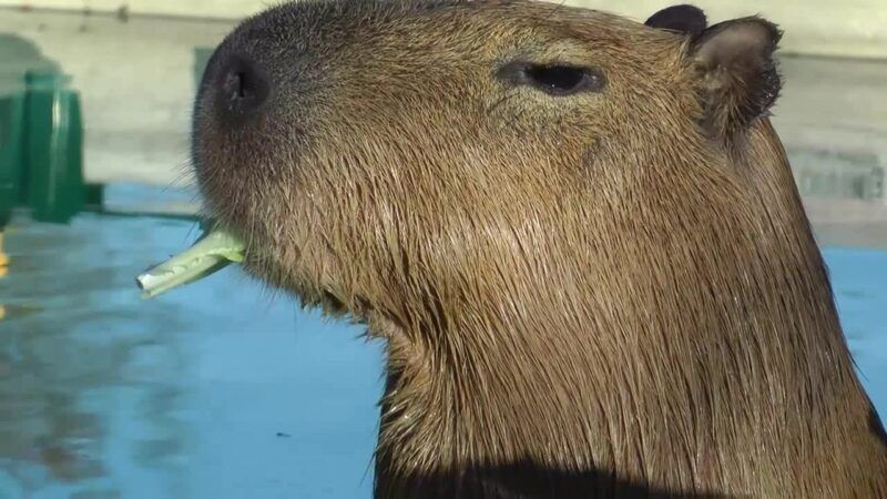 capybara meme 21