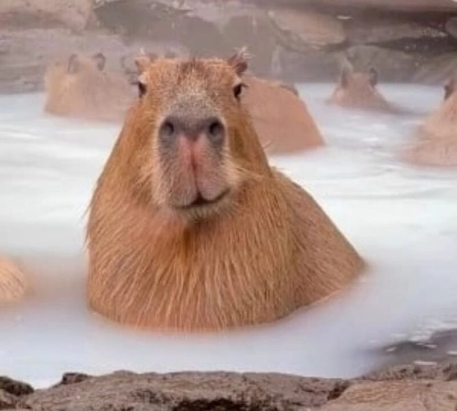 capybara meme 22