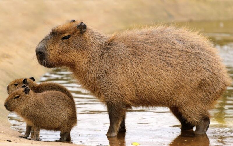 capybara meme 24