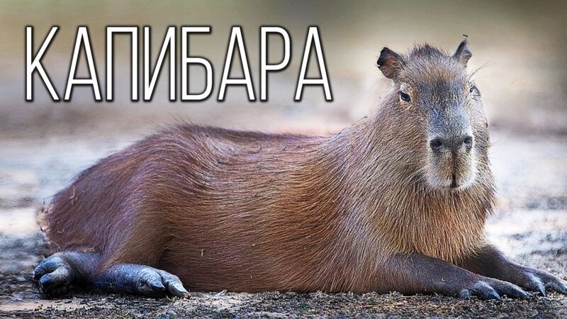 capybara meme 25