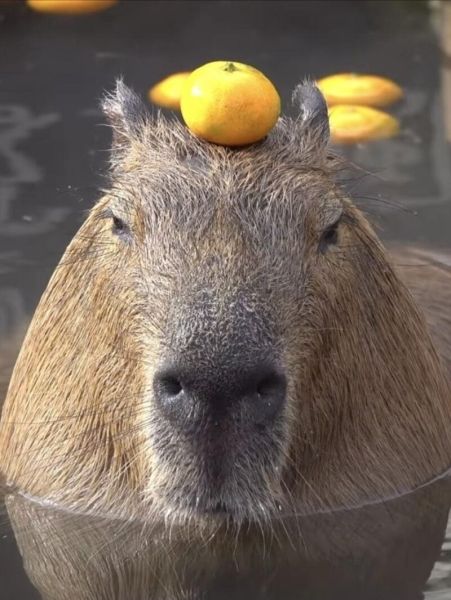 capybara meme 26