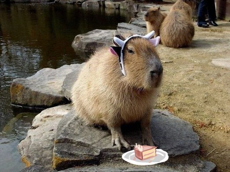 capybara meme 34