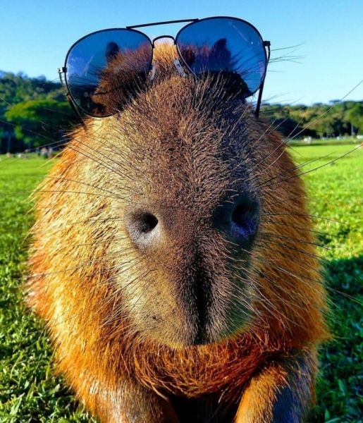 capybara meme 35