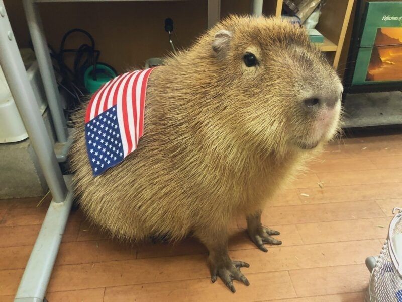 capybara meme 36