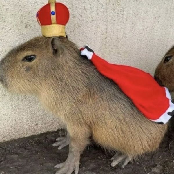 capybara meme 37