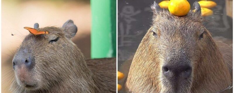 capybara meme 39