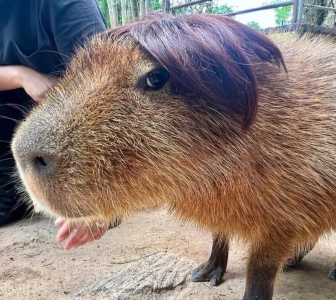 capybara meme 45