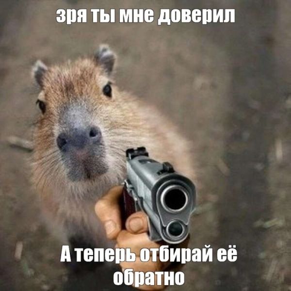 capybara meme 47