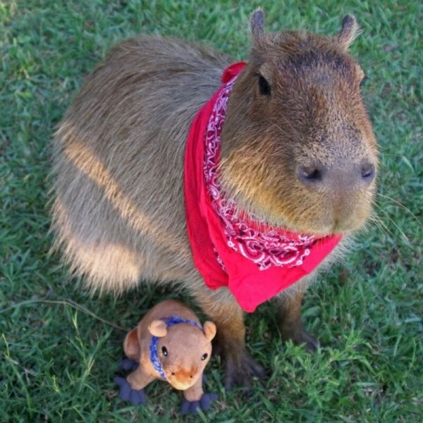 capybara meme 48