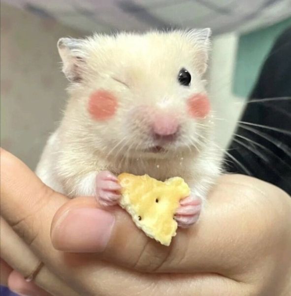 hamster meme 1