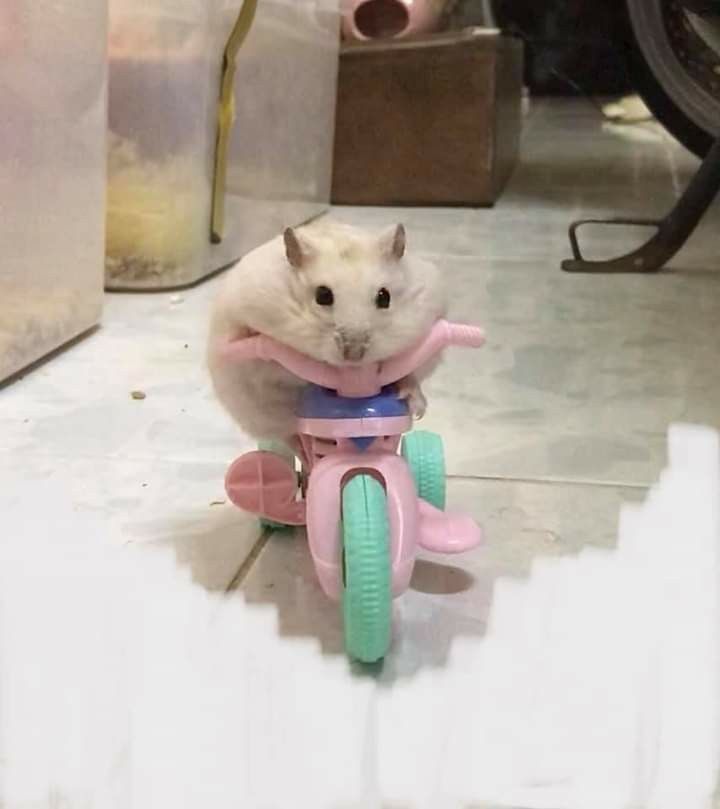 hamster meme 7