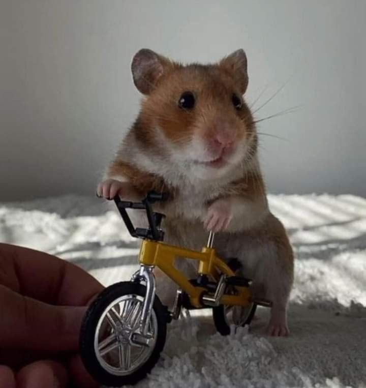 hamster meme 17