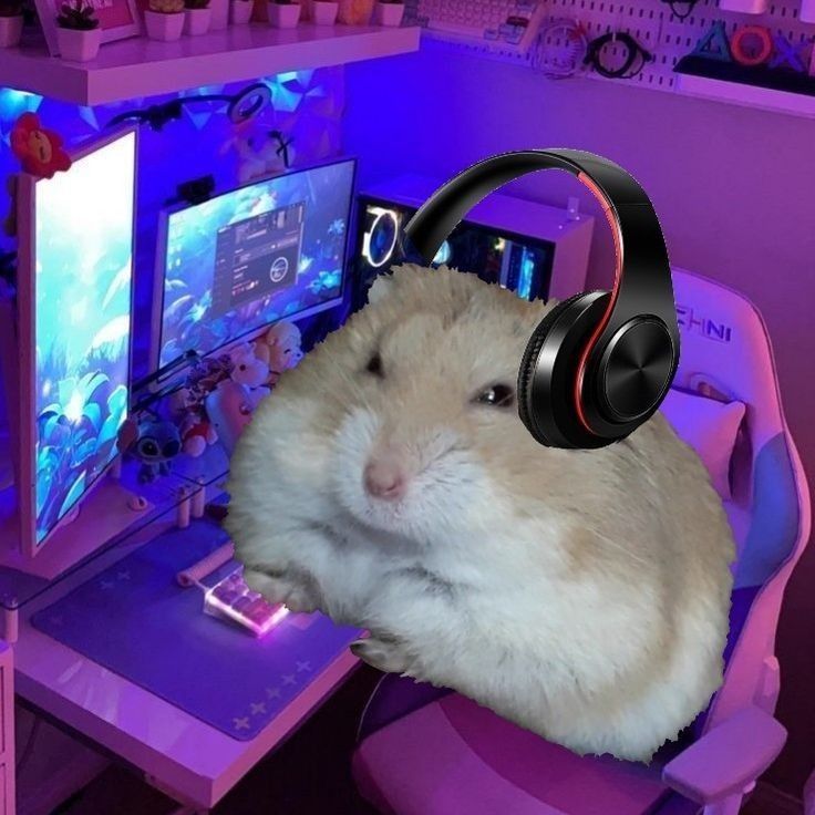 hamster meme 18