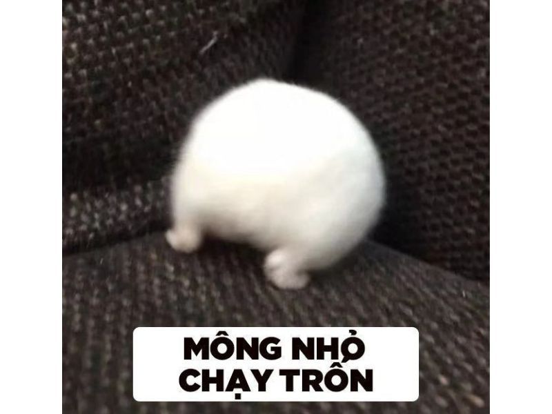 hamster meme 26