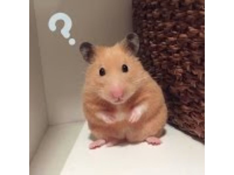 hamster meme 29