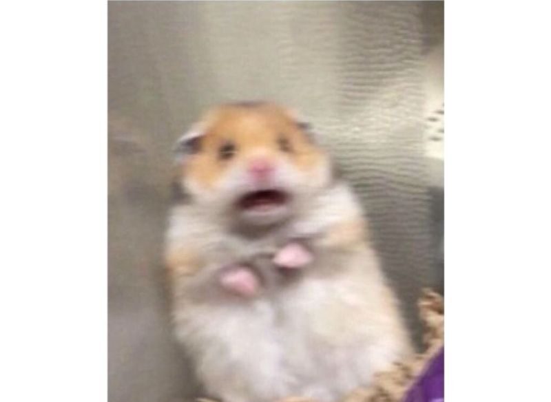 Hamster meme sợ hãi