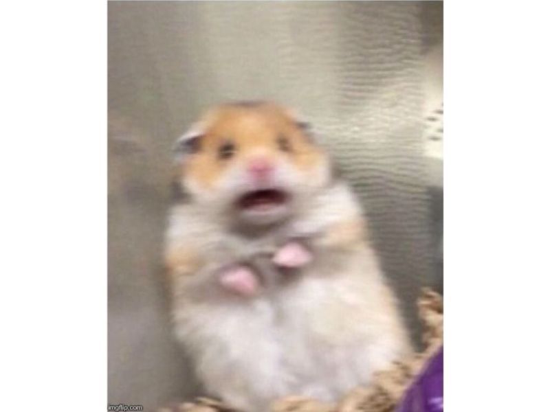 hamster meme 33