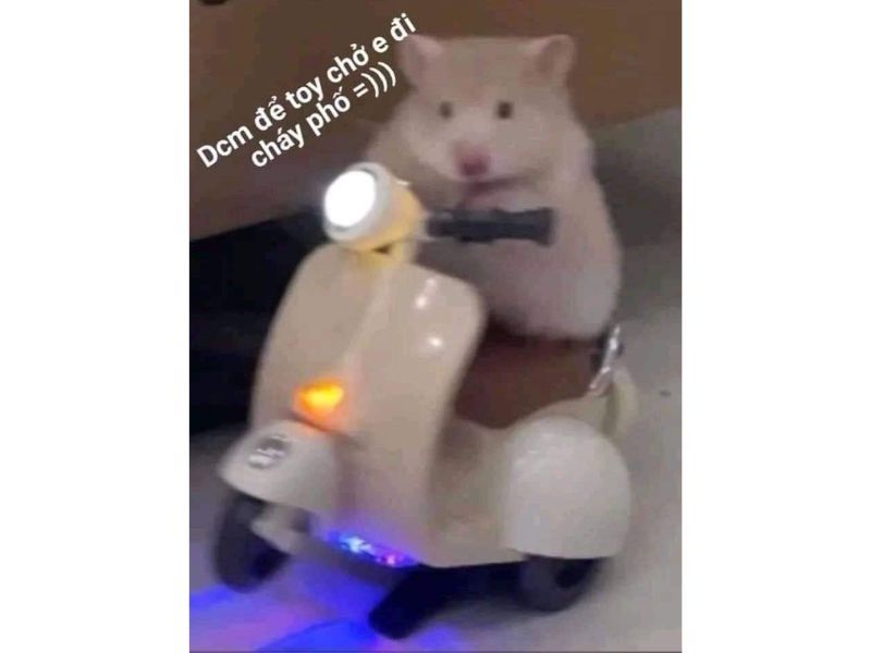 hamster meme 34