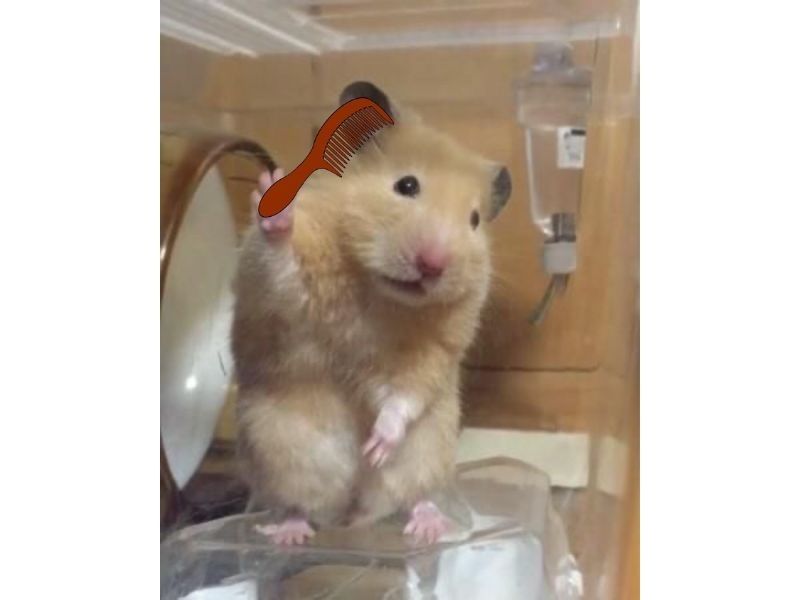 hamster meme 35