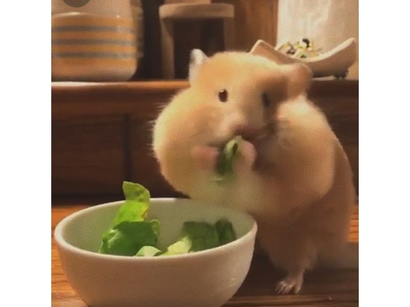 hamster meme 41