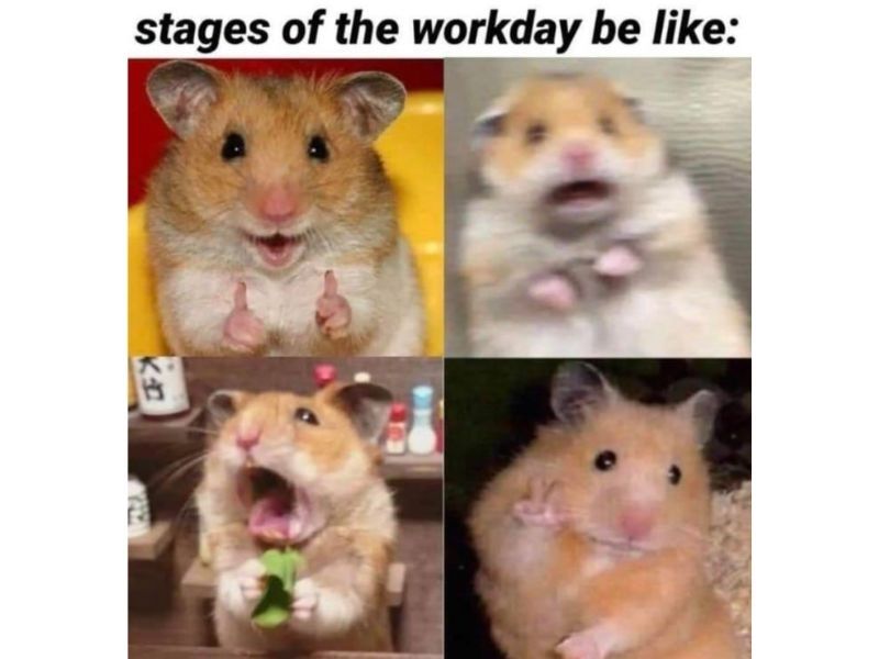 hamster meme 42