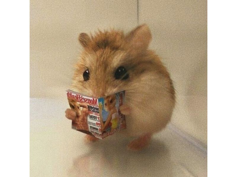 hamster meme 43