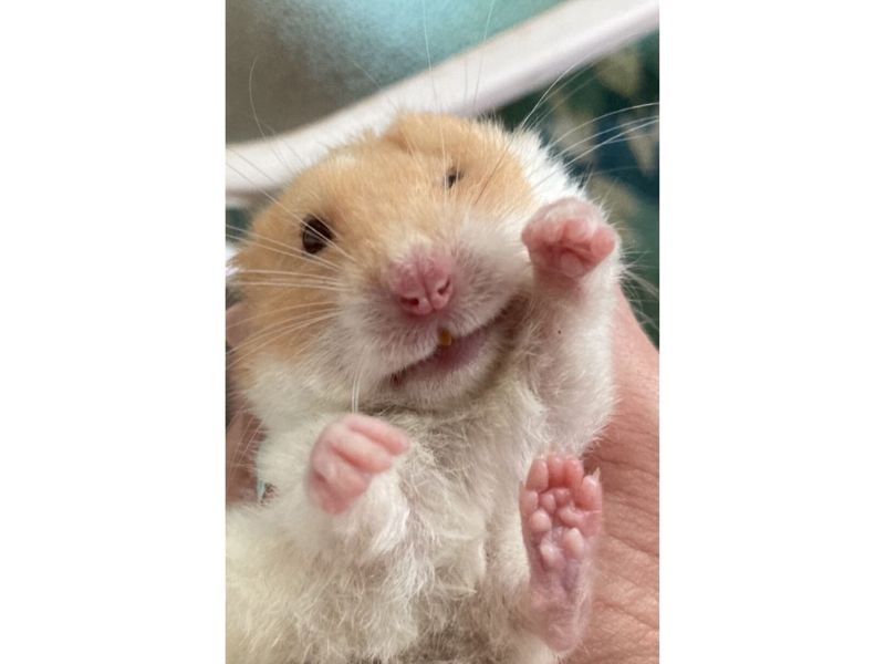 hamster meme 44