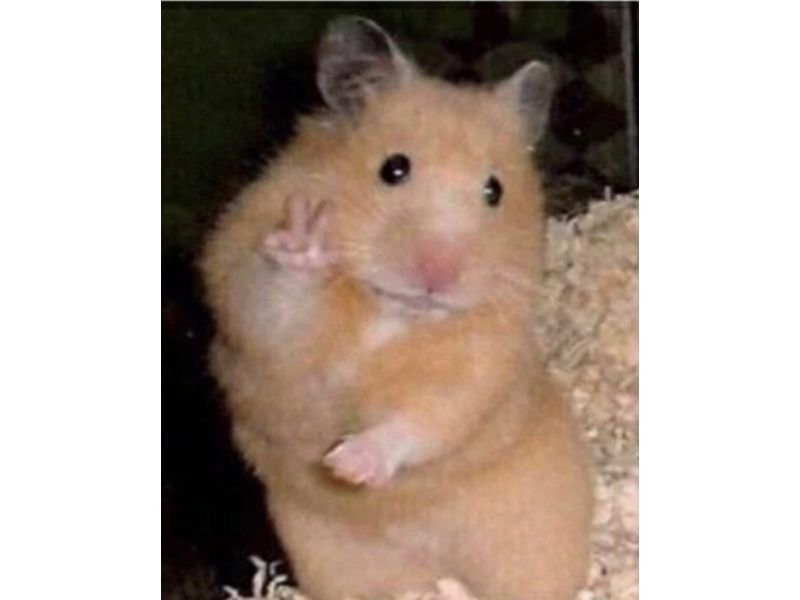 hamster meme 47