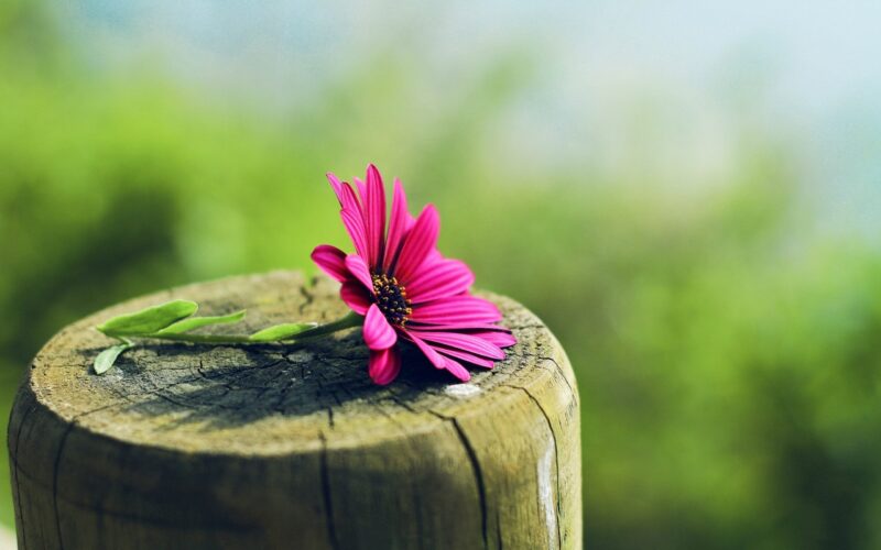 Hình nền hoa lá cute-ảnh 1
