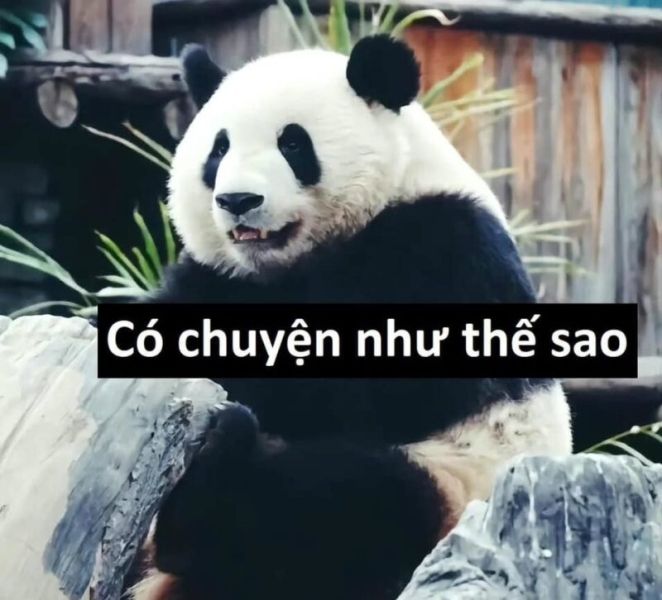 gấu trúc meme 34