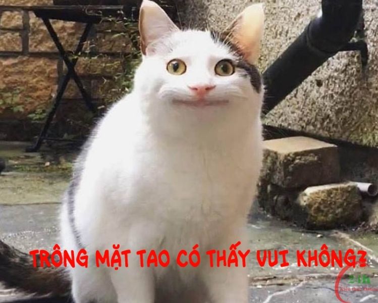 meme bất lực 8