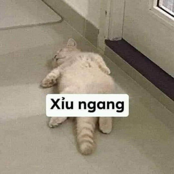 meme bất lực 28