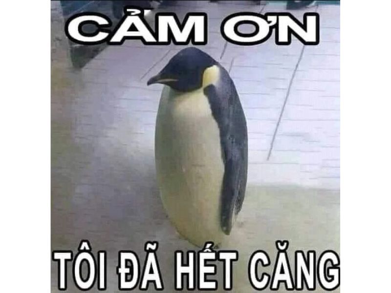 meme cảm ơn 29