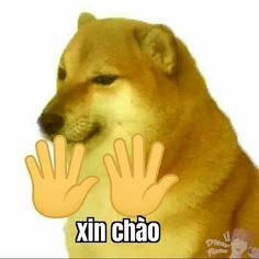 meme chào 5