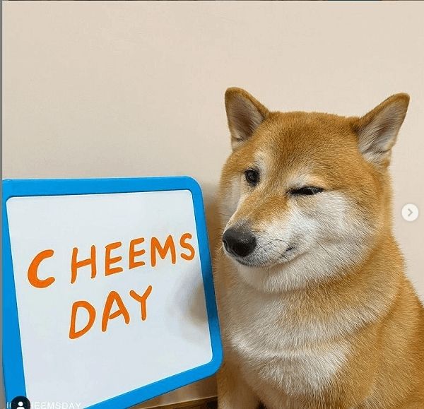 cheems meme 8