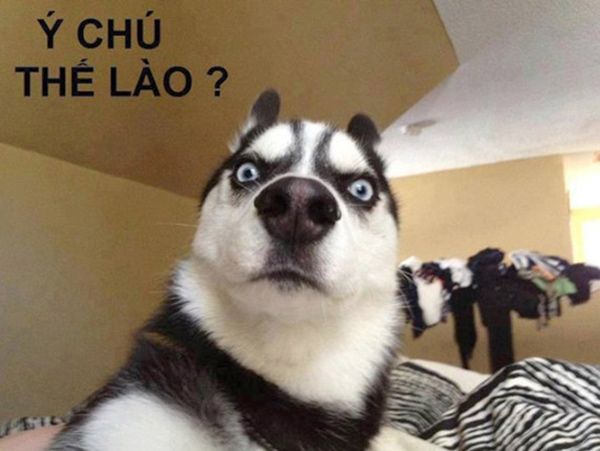 meme cho hai huoc 008