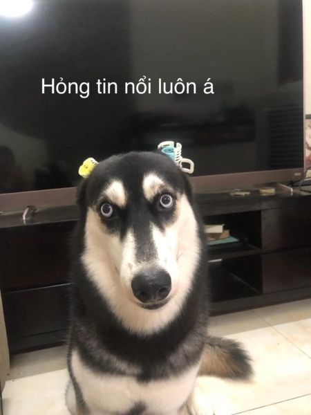 meme cho hai huoc 009