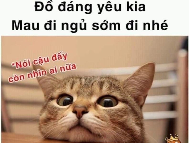 meme đi ngủ 17