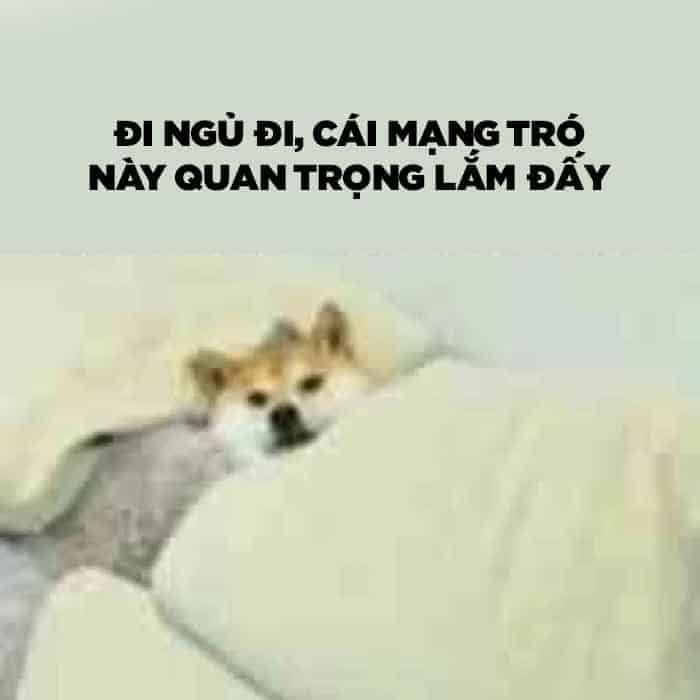 meme đi ngủ 18